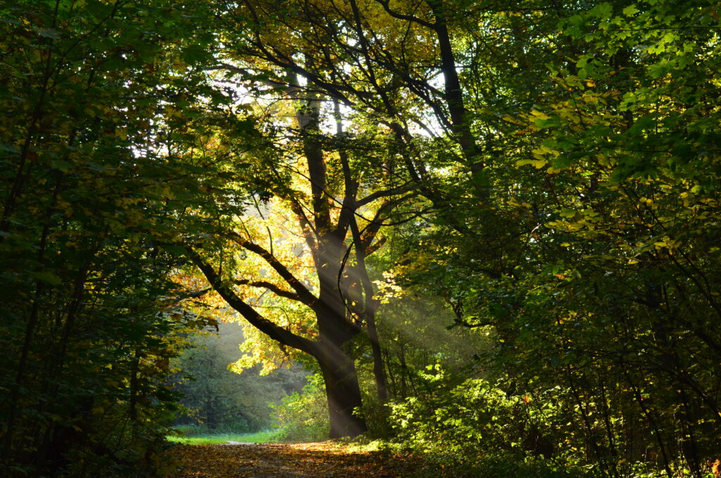 drzewo, fot. M. Róg 2013 ♥ park Wolności w Brzegu, DSC 0754 ©