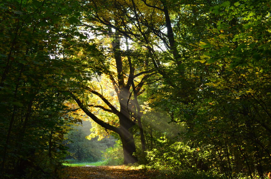 drzewo, fot. M. Róg 2013 ♥ park Wolności w Brzegu, DSC 0754 ©